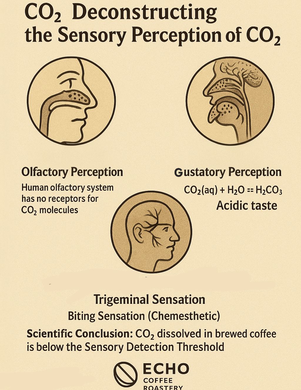 การวิเคราะห์เชิงประสาทสัมผัสของ CO₂ (Deconstructing the Sensory Perception of CO₂)